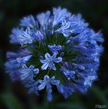 African Blue Lily Agapanthus Blue Lily Flower Beauty Blue Flowers