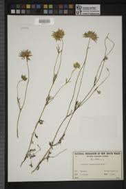 Image result for Afroligusticum runssoricum