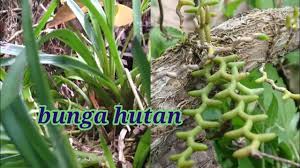 Saya tidaklah pakar dalam bidang. Bunga Hutan Orkid Hutan Youtube