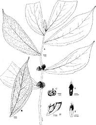 Image result for Droguetia iners