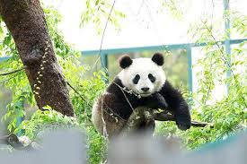Hiking fitness & hiking related injuries. Mr Wu Off Exhibit Panda Love Panda Panda Bear