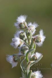 Image result for Eriocephalus racemosus