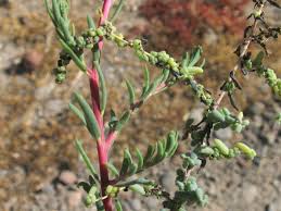 It is hardy to zone (uk) 7 and is not frost tender. Plants C E Bahia Asuncion