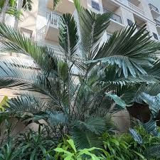 Image result for Duosperma crenatum