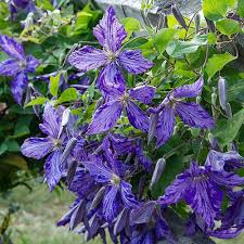Wrap the excavated plant in burlap or wet newspaper during the move and get it back into the. Clematis Tie Dye White Flower Farm