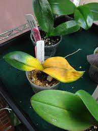 Are Yellow Orchid Leaves Something You Should Be Concerned About What Should You Do About Them Find Out The Answer Orchid Leaves Yellow Orchid Orchid Flower
