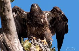 Juvenile birds have mottled brown and white plumage and do not get the distinctive white head and tail until. Juvenile Bald Eagles Francesca Scalpi