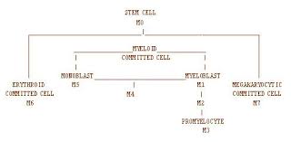 Seer Training Acute Myelogenous Leukemia