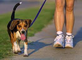 Why Does Housebroken Dog Suddenly Forgo Her Training The Mercury News