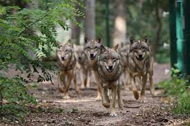 Running With The Pack Wolf Photos Wild Dogs Wolf Images