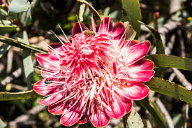 Image result for Protea madiensis