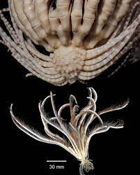 Large' Creature — with 20 Arms — Found Lurking in Antarctic Sea | TikTok