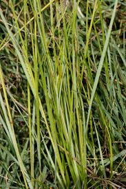 Image result for Melinis effusa