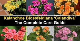 Kalanchoe wilt when they are deprived of water. Calandiva Plant Caring For Kalanchoe Blossfeldiana Calandiva