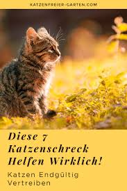 Katze Aus Dem Garten Vertreiben Katzen Vertreiben Katzenkot
