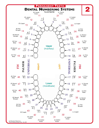 mint kids dentistry how to use the dental chart for your