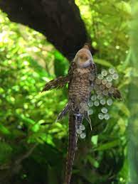 This protects the eggs from being eaten up by sea animals. What Tropical Fish Lay Eggs On The Glass Swell Uk