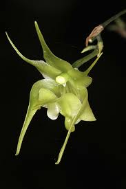 Image result for Angraecum conchiferum
