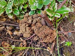 Image result for Rhizobium radiobacter, syn. Agrobacterium tumefaciens