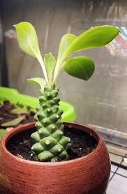 Image result for Monadenium discoideum