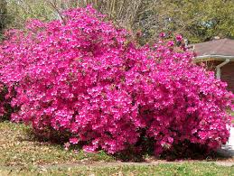 Pin By Malcolm Dimock On Landscape Plan Azaleas Monrovia Plants Planting Flowers