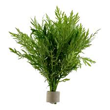 Image result for Hygrophila spiciformis