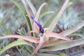 Image result for Buchnera capitata
