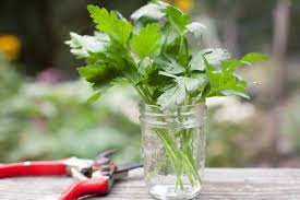 Pin On Propagating Plants Plant Tips