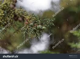 Image result for Juniperus procera