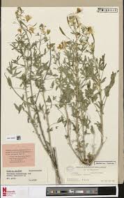 Image result for Calostephane divaricata