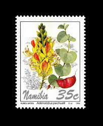 Image result for Adenolobus pechuelii