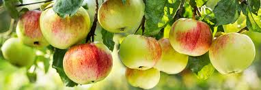 Die richtige pflanzung gehört zu den wichtigsten maßnahmen beim pflanzen eines obstbaums gibt es so einiges zu beachten. Obstbaum Pflanzen Toom Baumarkt