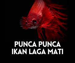 Apakah punca yang menyebabkan ribuan spesies ikan air tawar itu mati? Punca Ikan Laga Mati 2021 Jangka Hayat Ikan Laga Tanpa Makanan