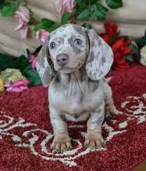 Browse thru our id verified puppy for sale listings to find your perfect puppy in your area. Mini Dachshund Puppies For Sale Black Tan Doxie Breeder Short Hair Pups Baby Dachshund Dachshund Puppy Miniature Dachshund Puppies For Sale