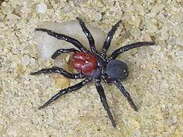 Mouse Spider In The Top 10 List Of Most Dangerous Spider We Keep This In The 7th Place The Mouse Spider Is Found I Dangerous Spiders Spider Funnel Web Spider