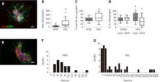 Ex Vivo Effect Of Vascular Wall Stromal Cells Secretome On