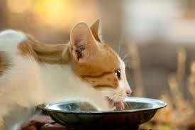 The Right Diet For Cats With Kidney Disease The Conscious Cat Cat Diseases Cat Kidney Cat Care
