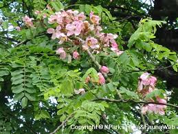 Image result for Cassia javanica