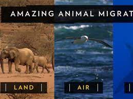 Half Of All Species Are On The Move And We Re Feeling It