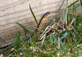 In addition to getting rid of the animal, a wide range of animal damage repairs is provided to fix damages caused by nuisance wildlife. How To Get Rid Of Snakes Updated For 2021