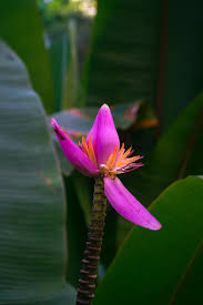 Image result for Musa ornata