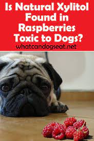 Is Natural Xylitol Found In Raspberries Toxic To Dogs Can Dogs Eat Dog Nutrition Dog Eating