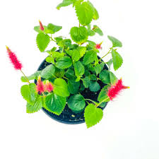 Image result for Acalypha paucifolia