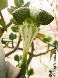 Image result for Ceropegia chlorantha