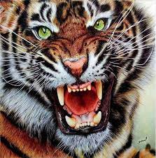 Angry Tiger Realistic Drawings Angry Tiger Tiger Art