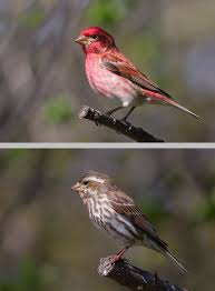Bird Red Head Brown Body The Purple Finch Haemorhous Purpureus Male Is Distinctly Rosy Purple On Head Upper Body The Female Is Gener Backyard Birds Bird Photo How To Attract Birds