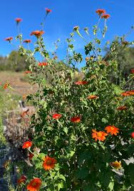 Image result for Tithonia