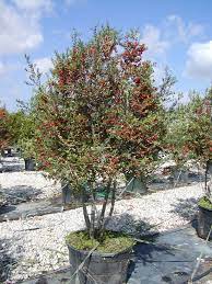 Tree Land Nursery Dallas Texas Yaupon Holly Tree Landscaping Plants Evergreen Plants Holly Tree