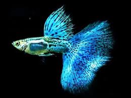 How I Care Of My Guppy Fish Guppy Fish Tropical Fish Aquarium Aquarium Fish