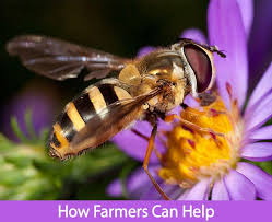 Find & download free graphic resources for pollination bees. How Farmers Can Help Pollinators Nrcs